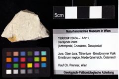 Foto (Objket + Etiketten) von Decapoda indet. 